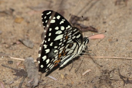 Canon EOS 60D sample photo. Lime butterfly photography