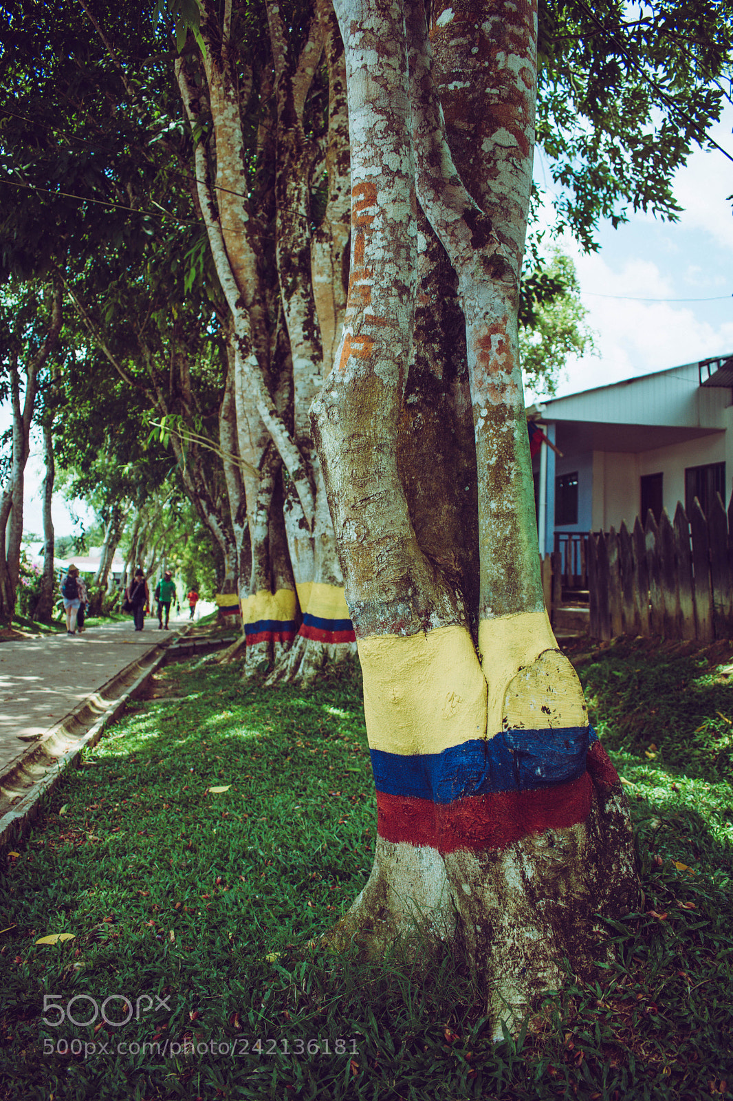 Nikon D3400 sample photo. Colombian pride photography