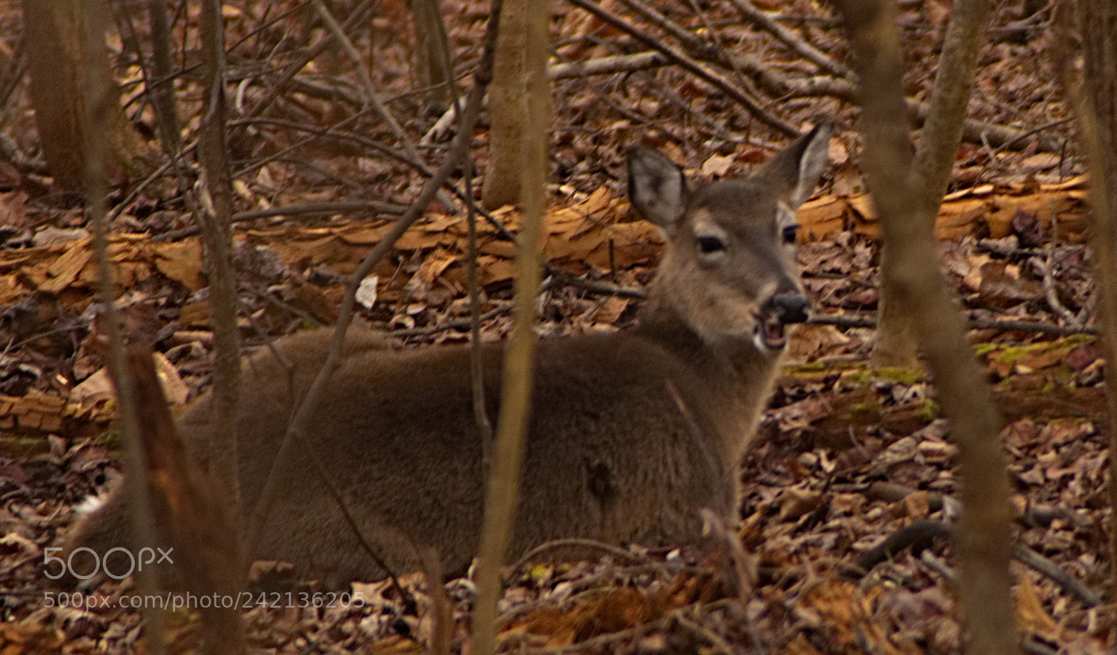 Nikon D7100 sample photo. The deer at this photography
