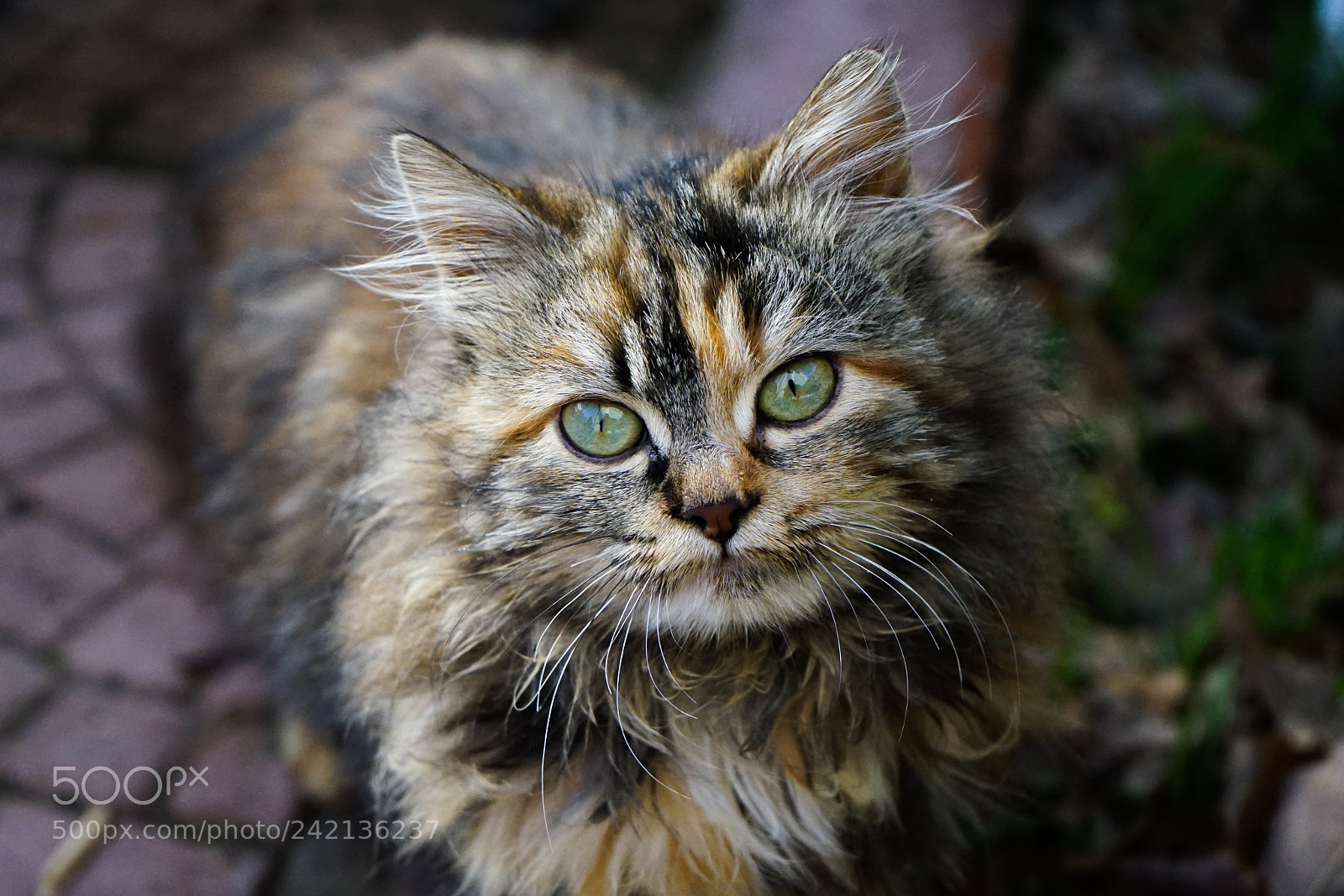 Sony a7 II sample photo. The look photography