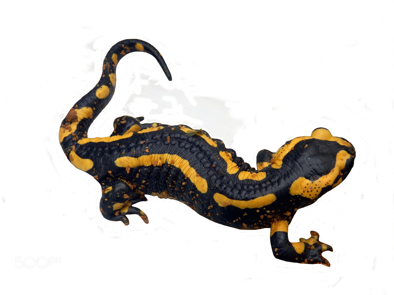 Olympus SZ-31MR sample photo. Adult fire salamander photography