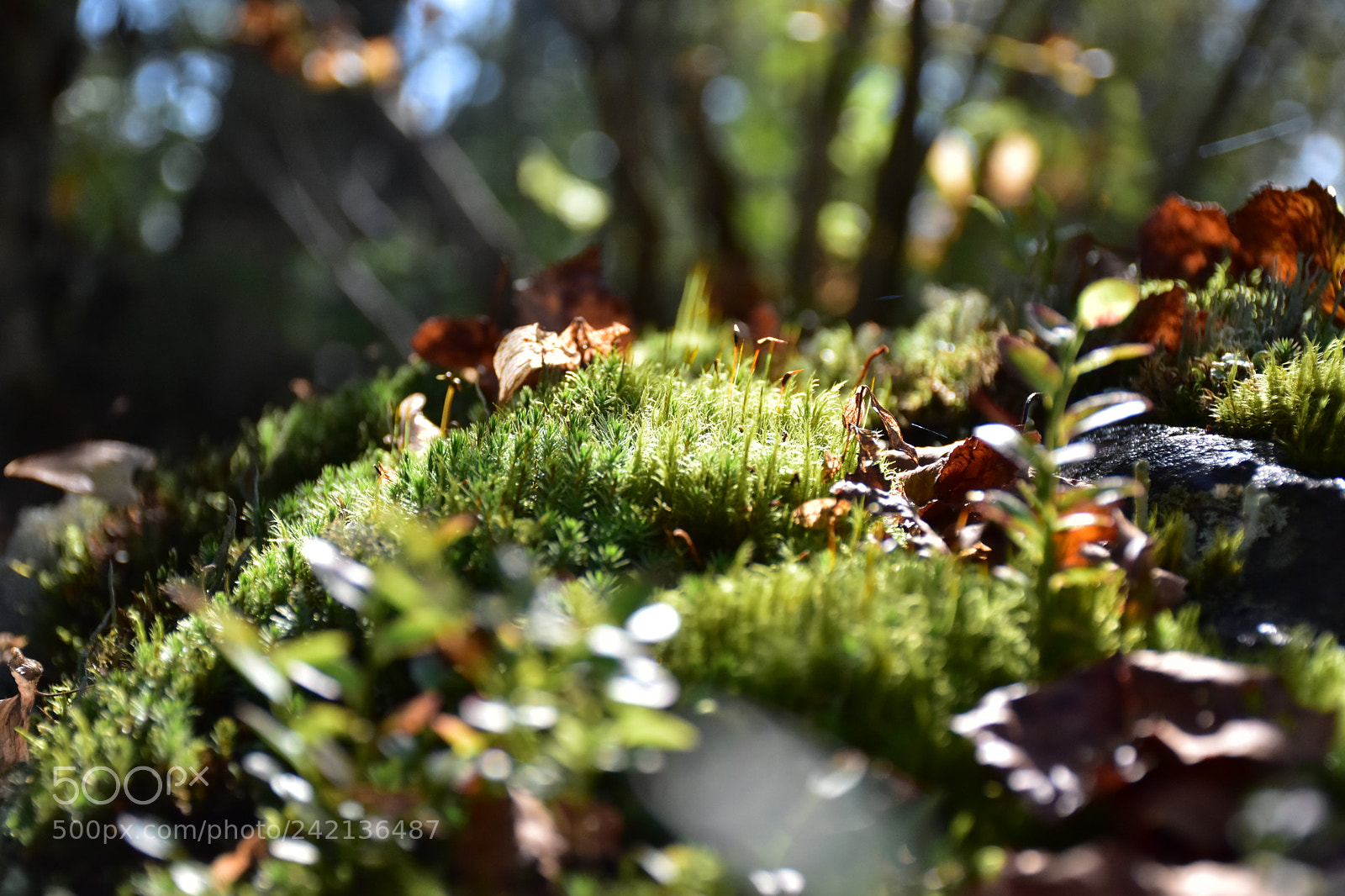 Nikon D5500 sample photo. Lush photography