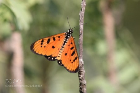 Canon EOS 60D sample photo. Tawny coster , butterfly photography