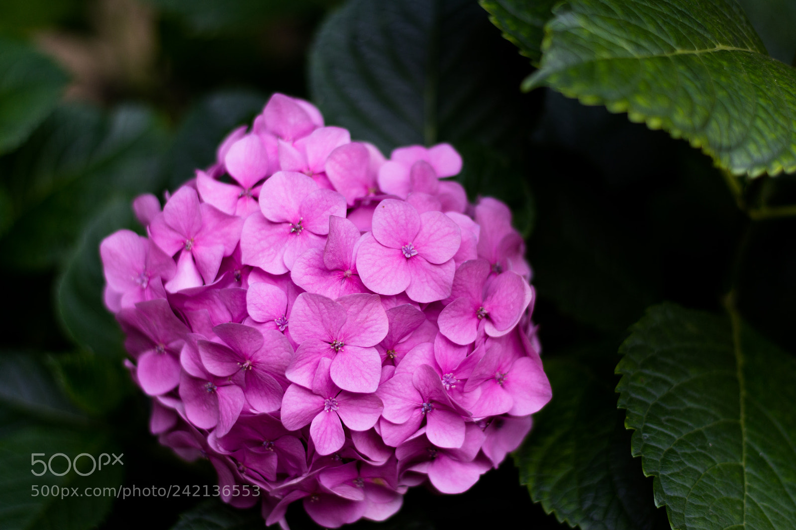 Nikon D7200 sample photo. Hotensia lila photography