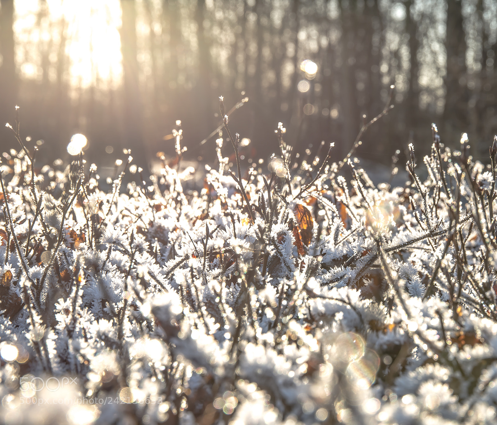 Canon EOS 6D sample photo. Sanderumgaard, romantic gardens, winter photography