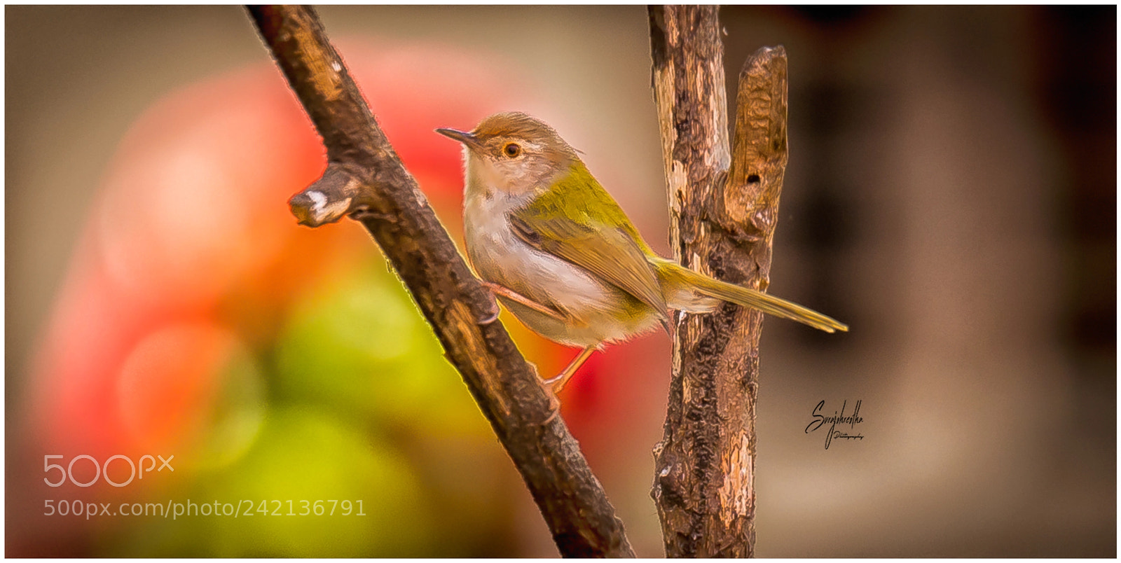 Nikon D600 sample photo. Hu photography