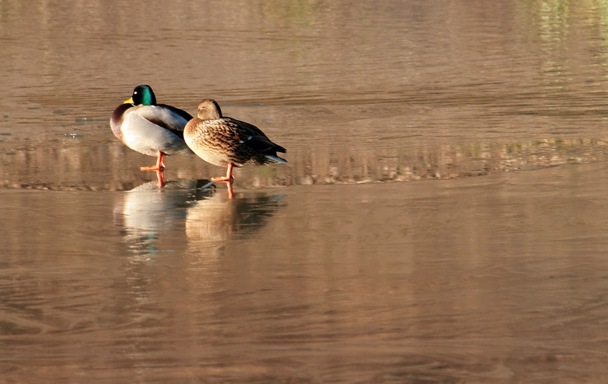 Canon EF-S 55-250mm F4-5.6 IS sample photo. Парочка photography