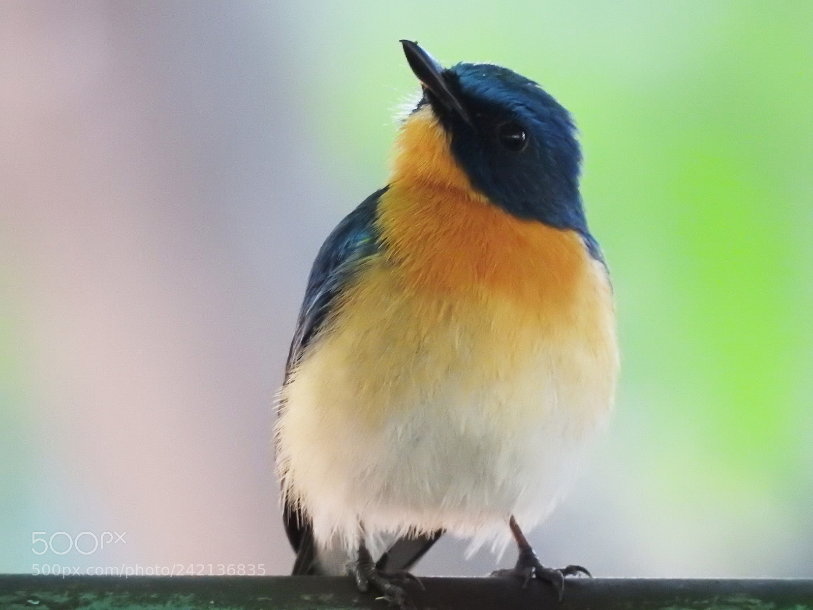 Nikon Coolpix P900 sample photo. Birds photography