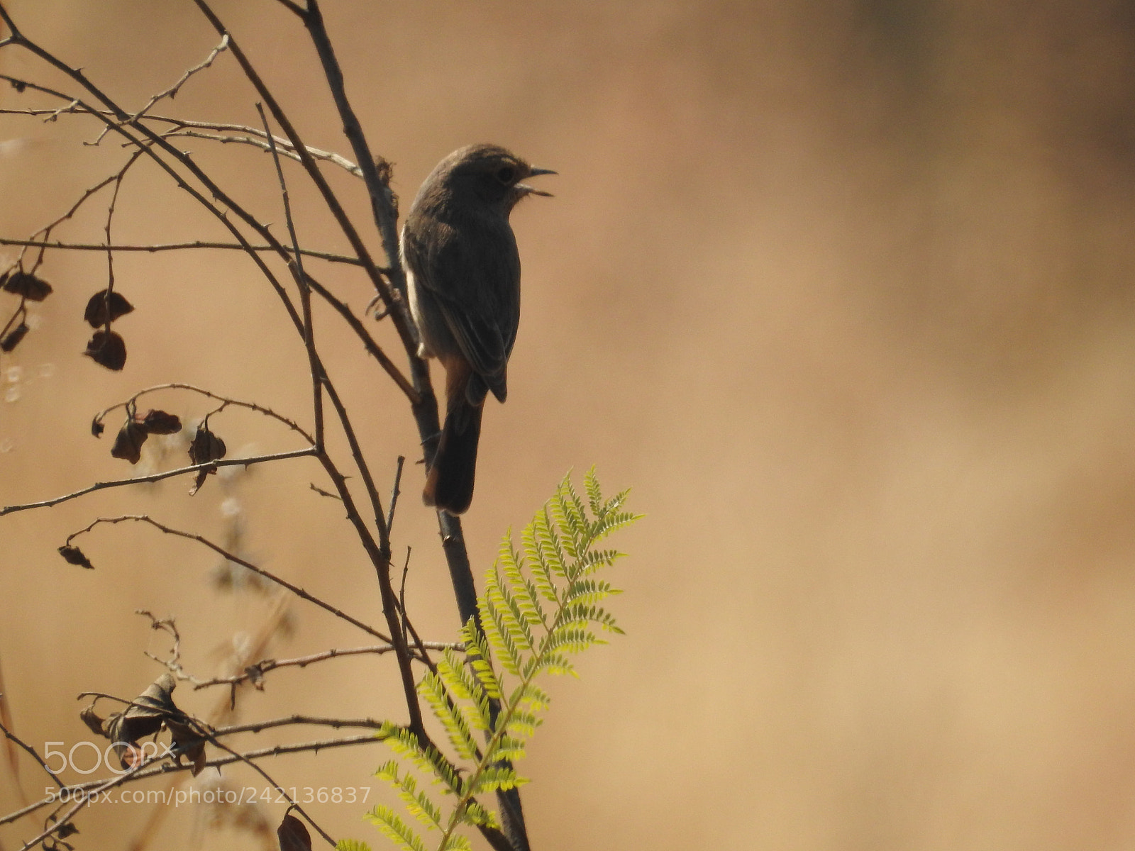 Nikon Coolpix P900 sample photo. Birds photography