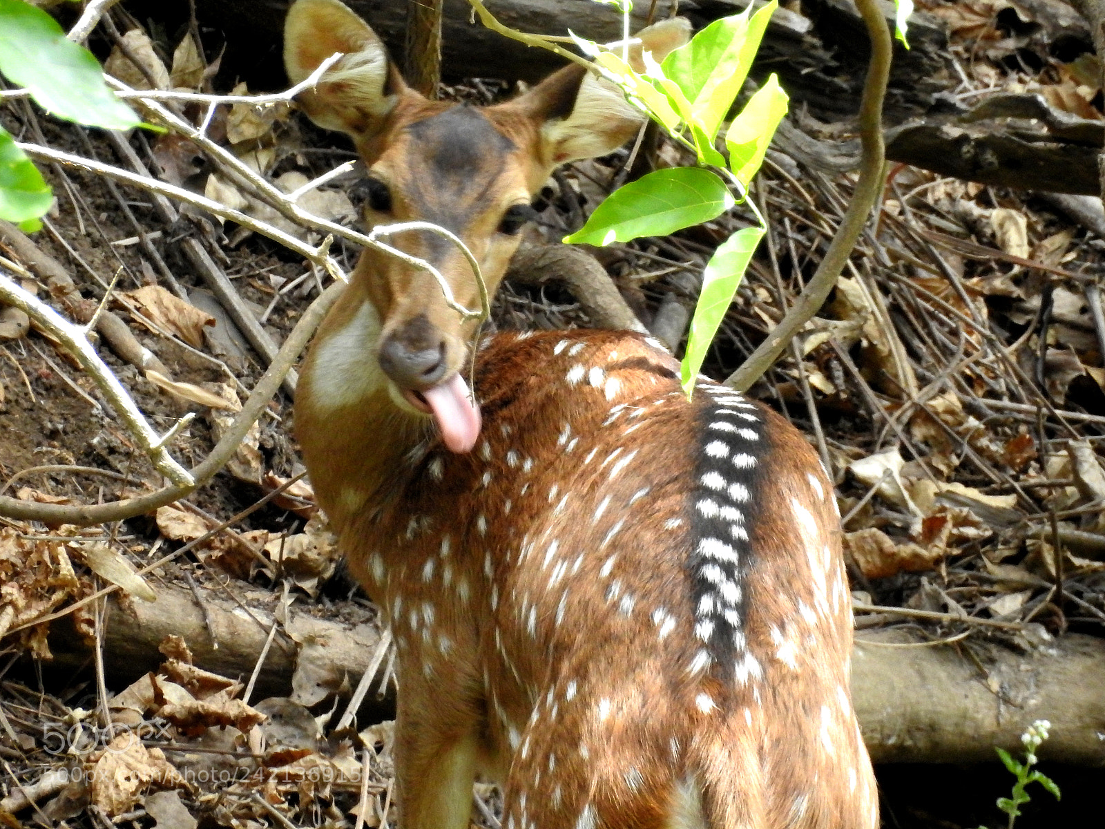 Nikon Coolpix P900 sample photo. Deer photography