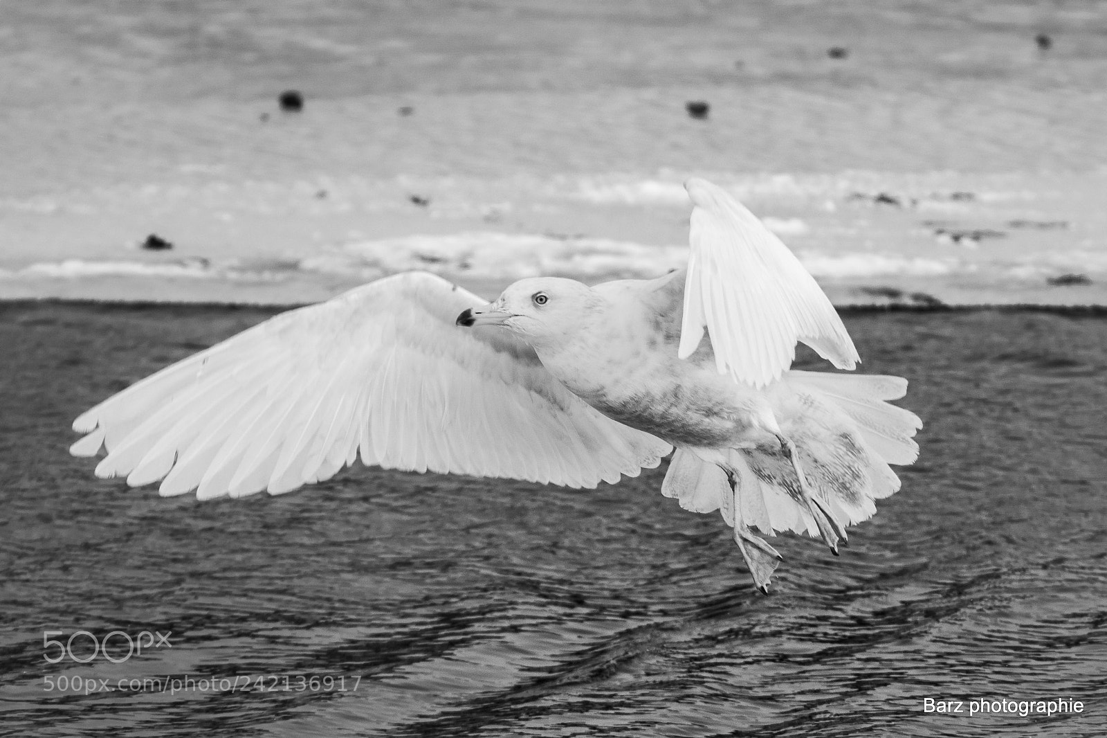 Nikon D7200 sample photo. Goeland photography