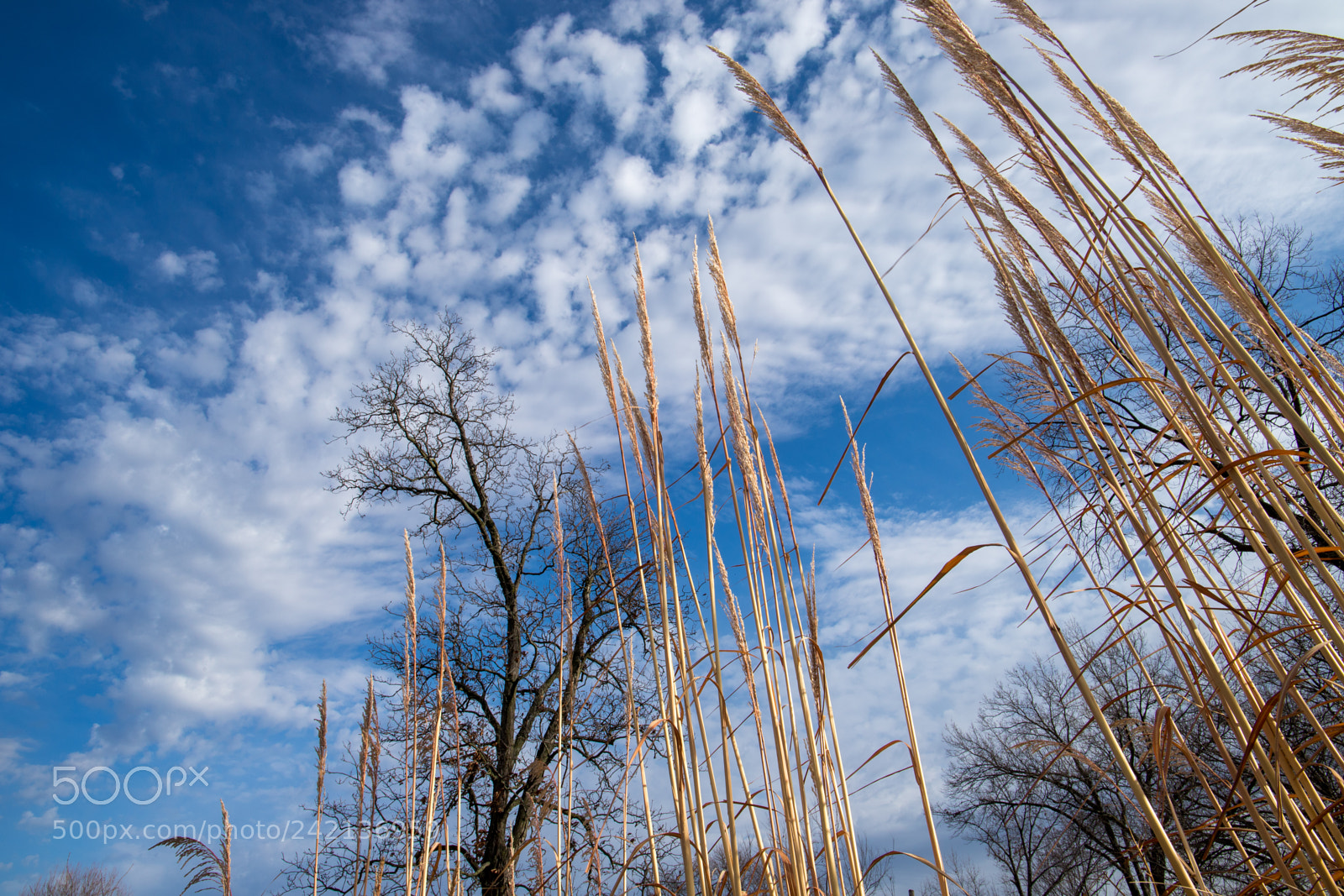 Canon EOS 6D Mark II sample photo. Tall grass photography