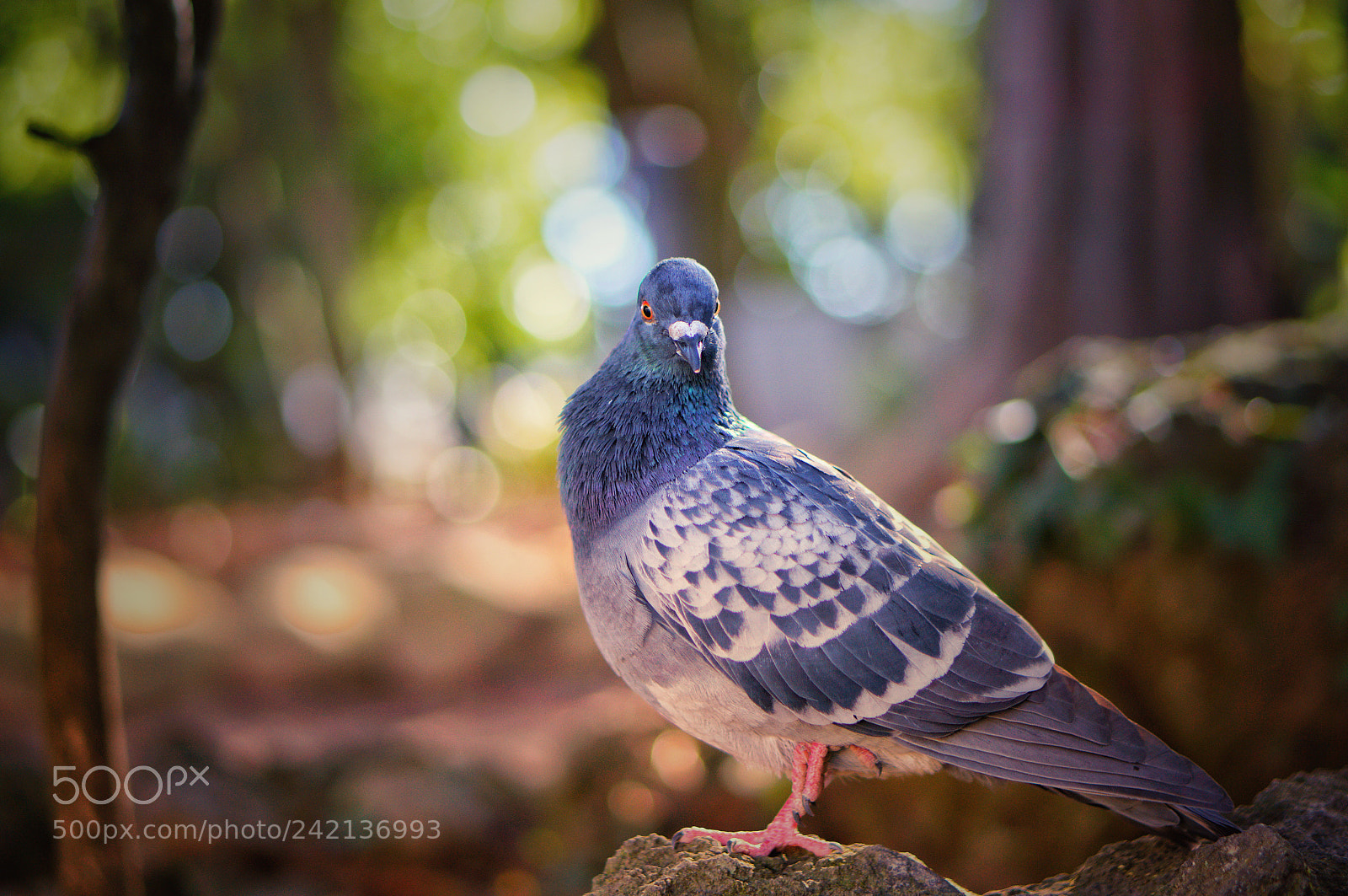 Sony Alpha NEX-6 sample photo. Dove photography