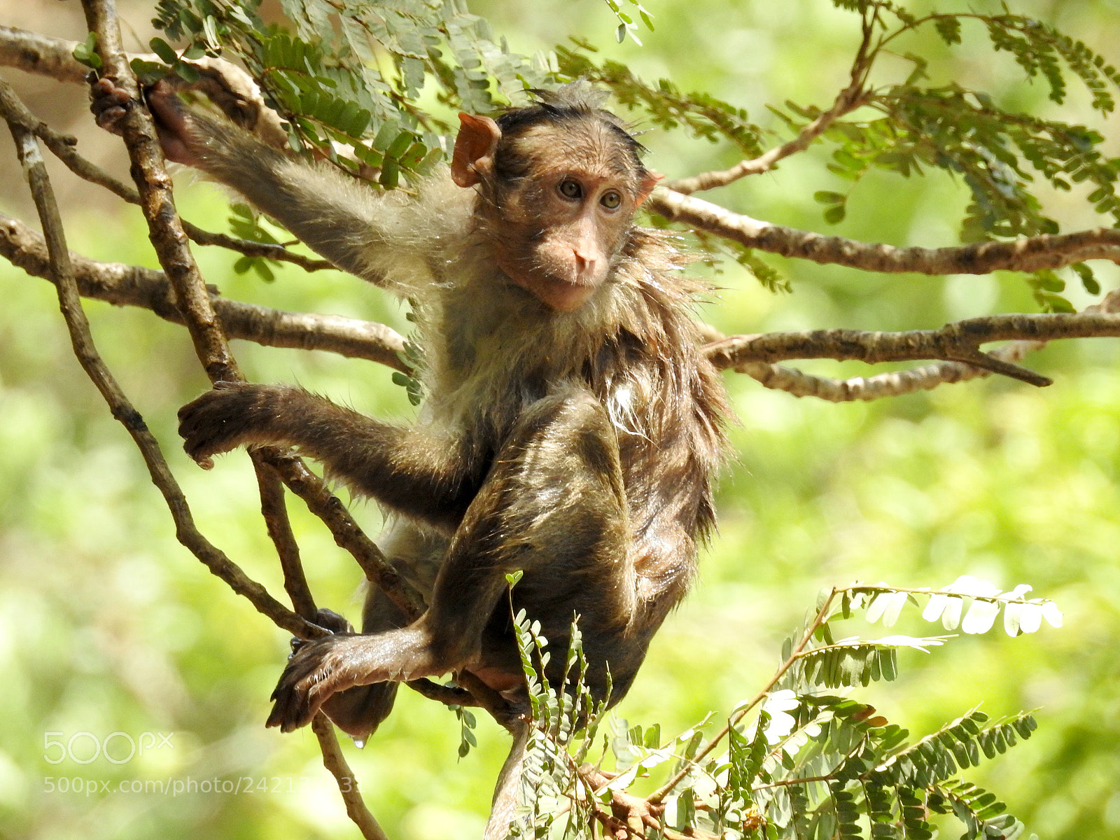 Nikon Coolpix P900 sample photo. Monkey photography