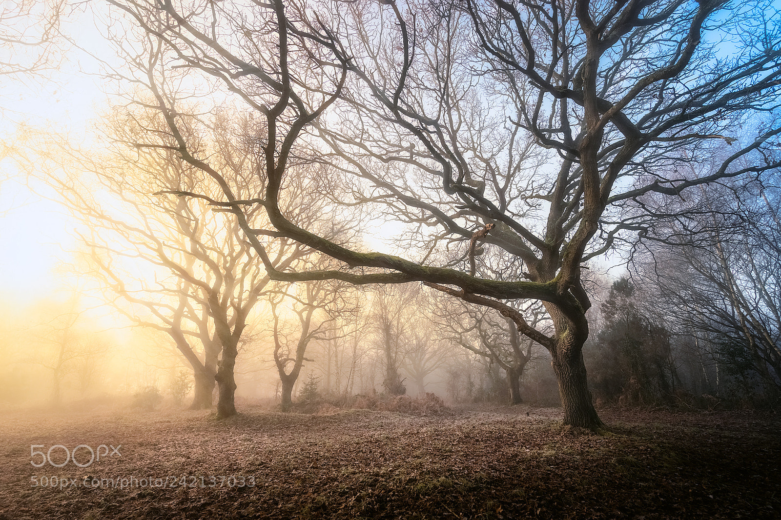 Sony a7 II sample photo. Misty copse photography