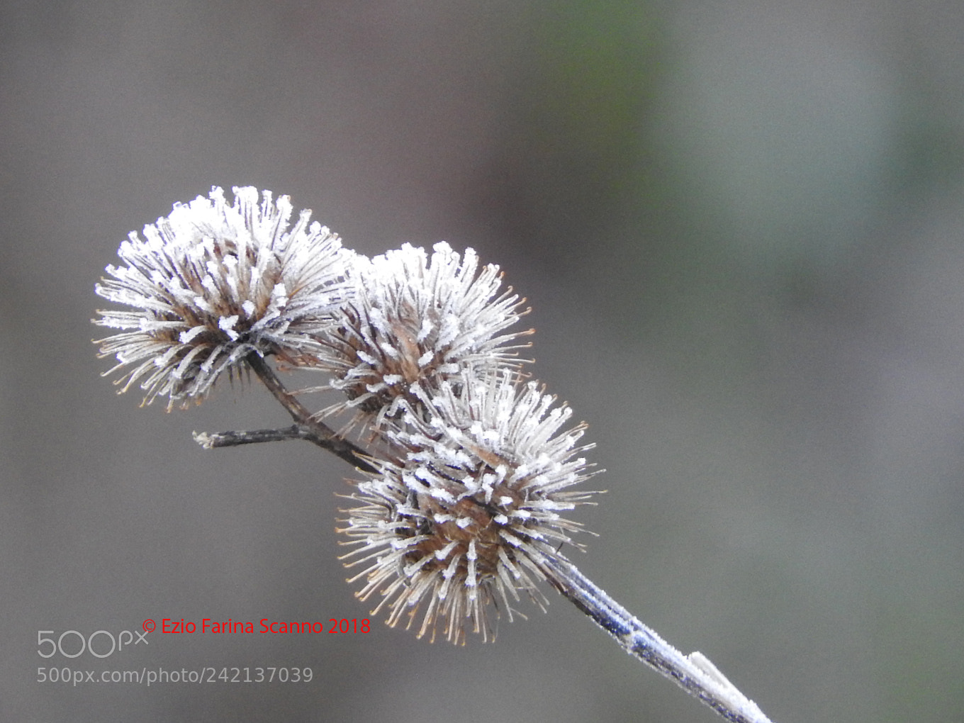 Nikon Coolpix P610 sample photo. Brinata forte photography