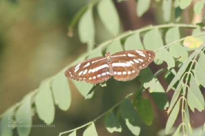 Canon EOS 60D sample photo. Short banded sailer photography