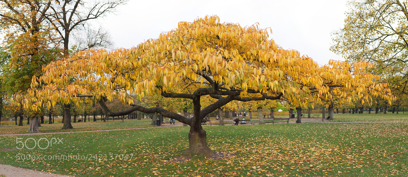Olympus OM-D E-M1 sample photo. Tree photography