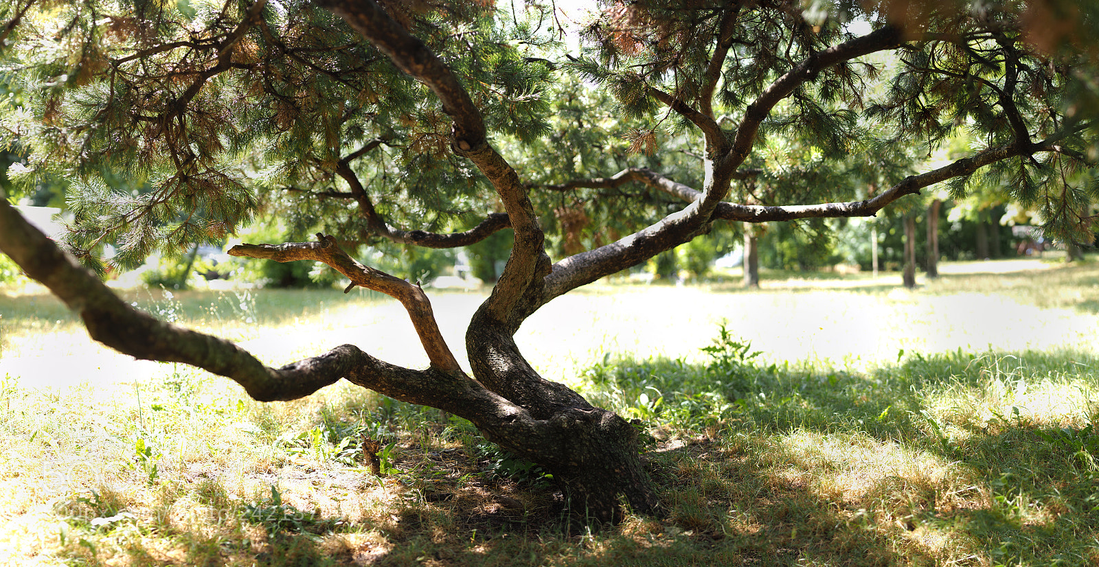 Olympus OM-D E-M1 sample photo. Pinetree photography