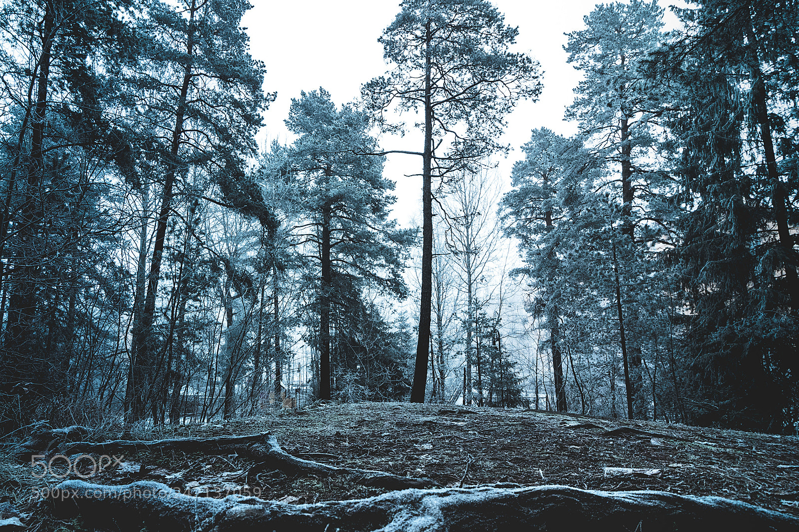 Canon EOS 750D (EOS Rebel T6i / EOS Kiss X8i) sample photo. Freezing fog photography