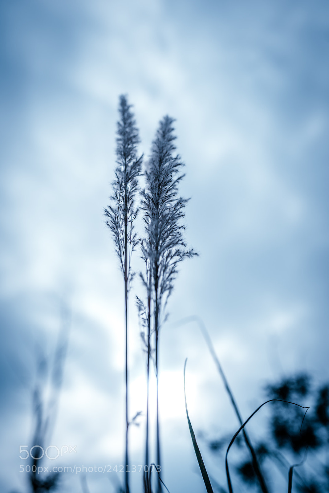 Nikon D810 sample photo. 守候 photography