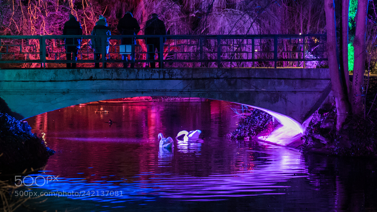 Sony a7S sample photo. Pink swans photography