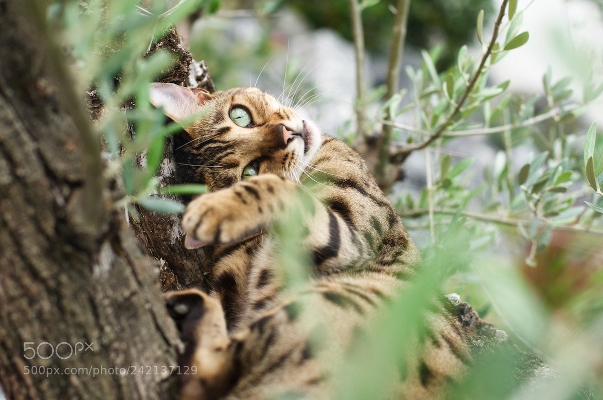 Nikon D90 sample photo. Play time photography