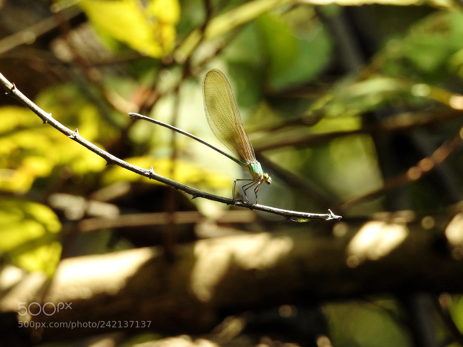 Nikon Coolpix P900 sample photo. Dragonfly photography