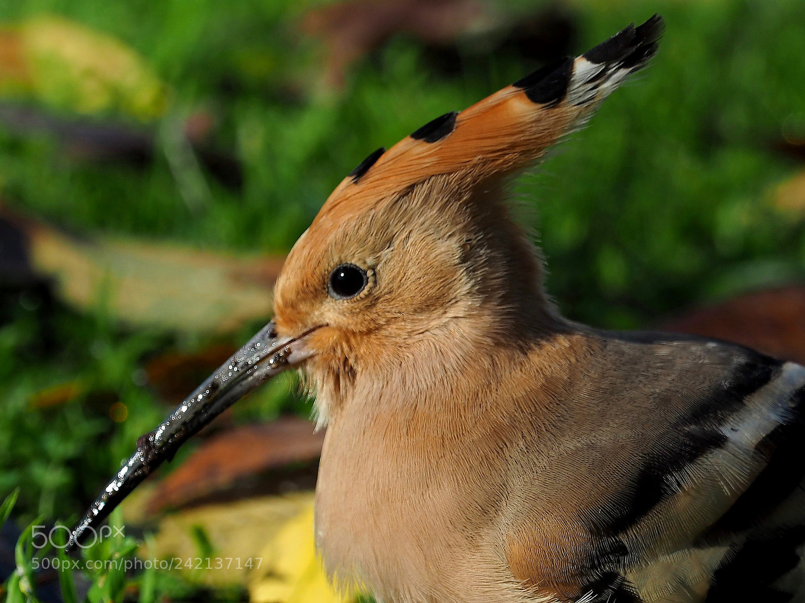 Olympus OM-D E-M5 II sample photo. Abubilla (upupa epops) photography