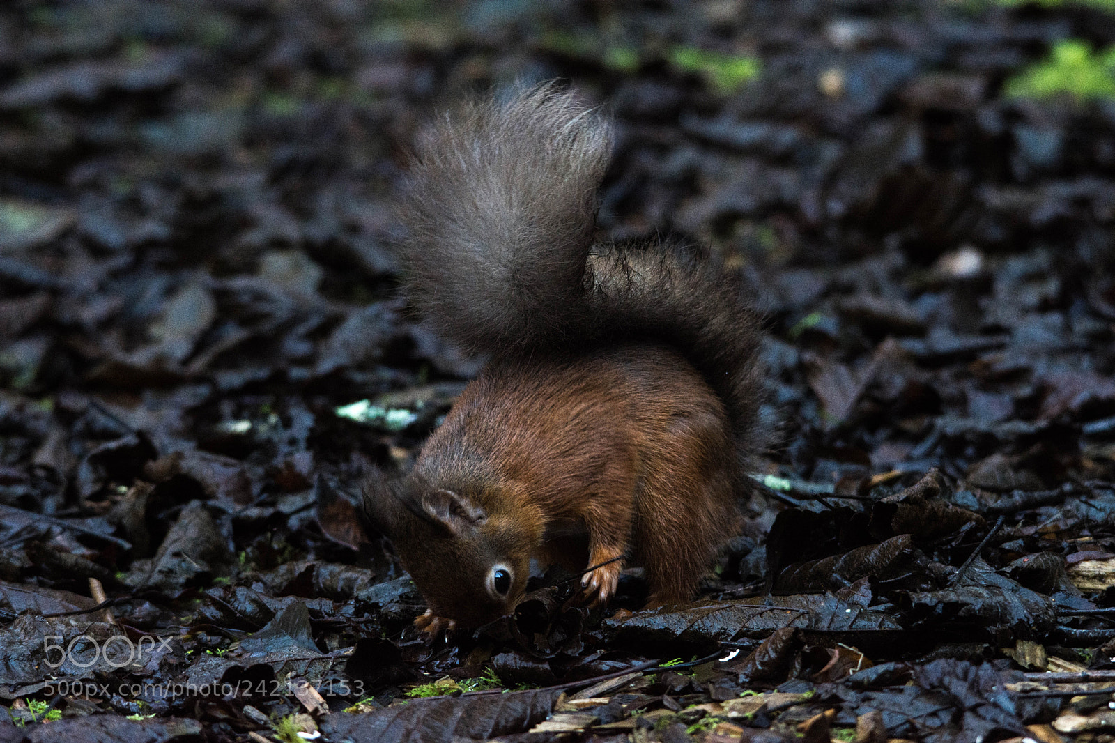 Nikon D7200 sample photo. Red squirrel () photography