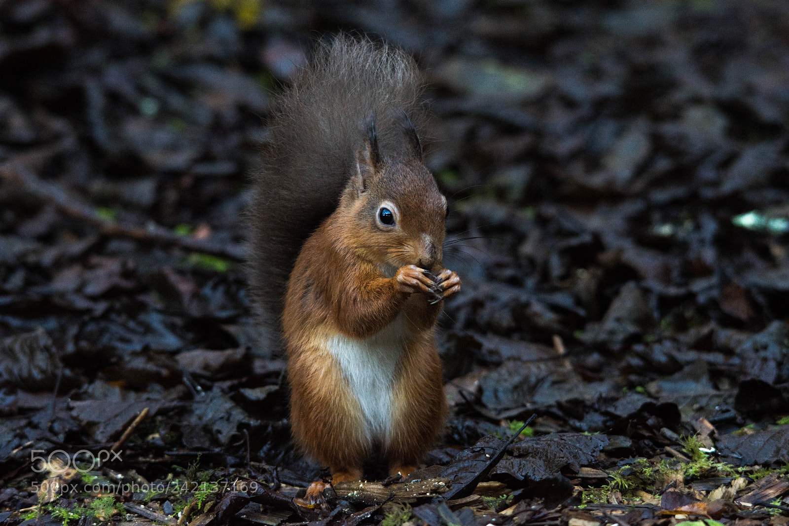 Nikon D7200 sample photo. Red squirrel () photography