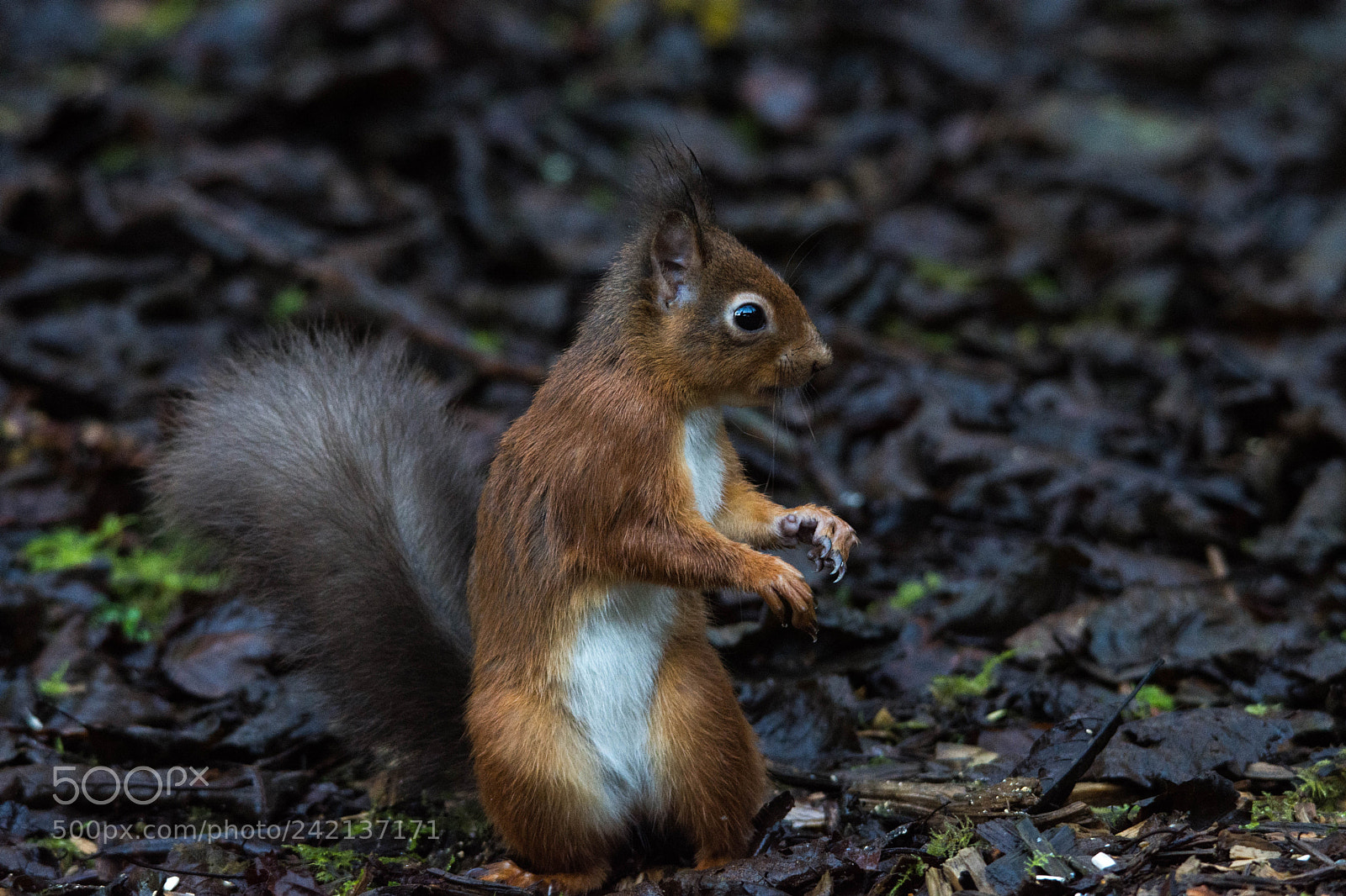 Nikon D7200 sample photo. Red squirrel () photography