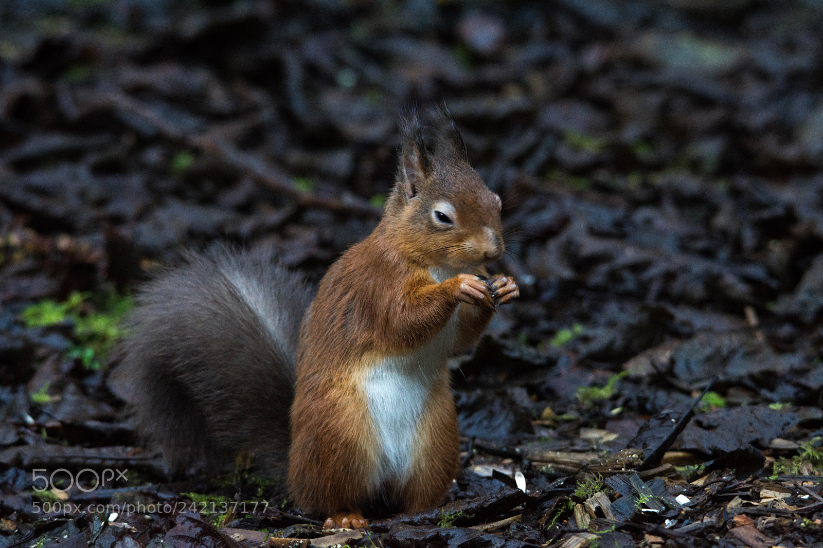 Nikon D7200 sample photo. Red squirrel () photography