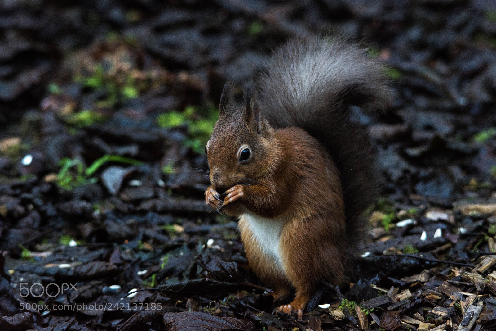 Nikon D7200 sample photo. Red squirrel () photography