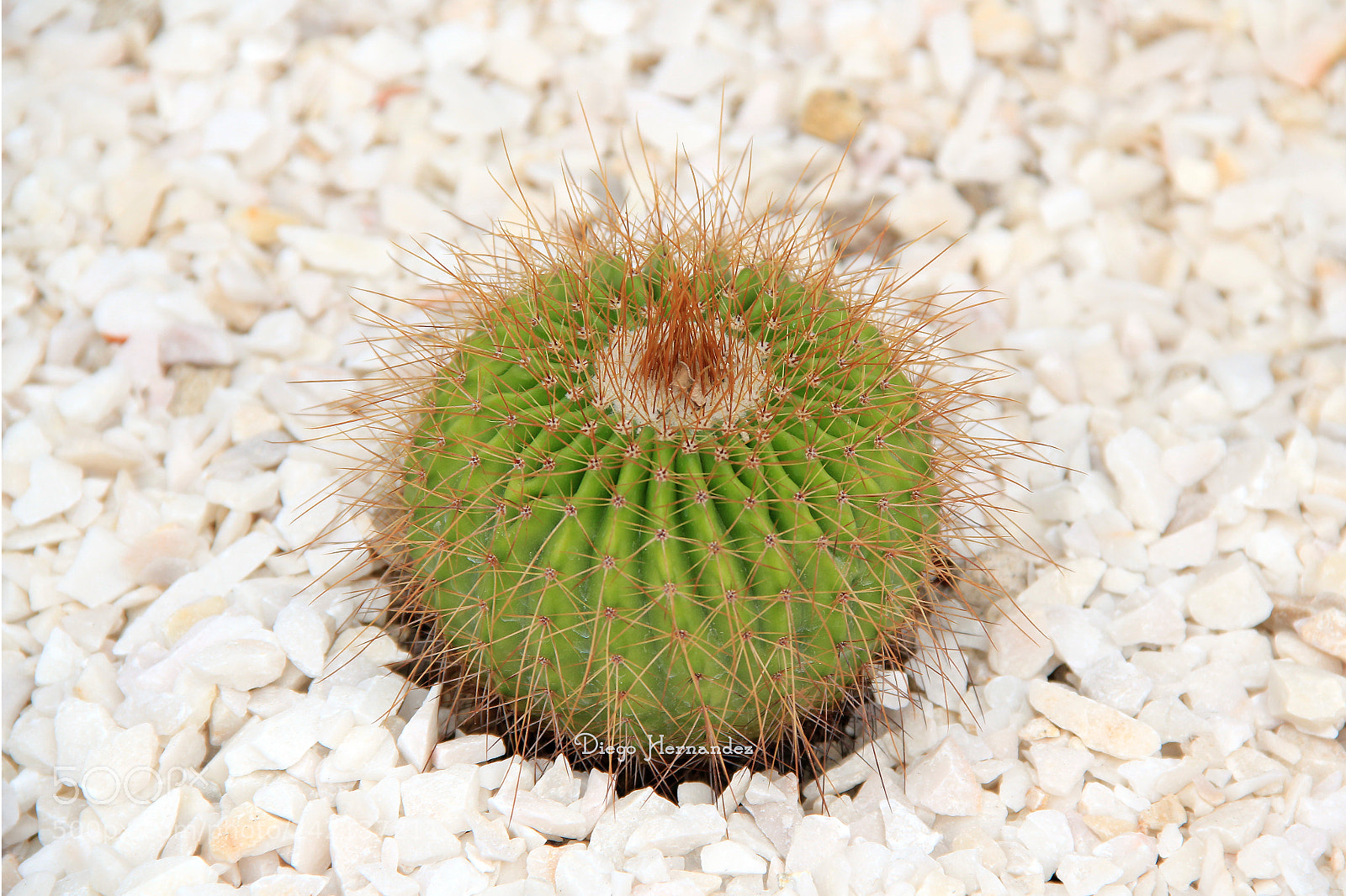 Canon EOS 550D (EOS Rebel T2i / EOS Kiss X4) sample photo. Cactus photography