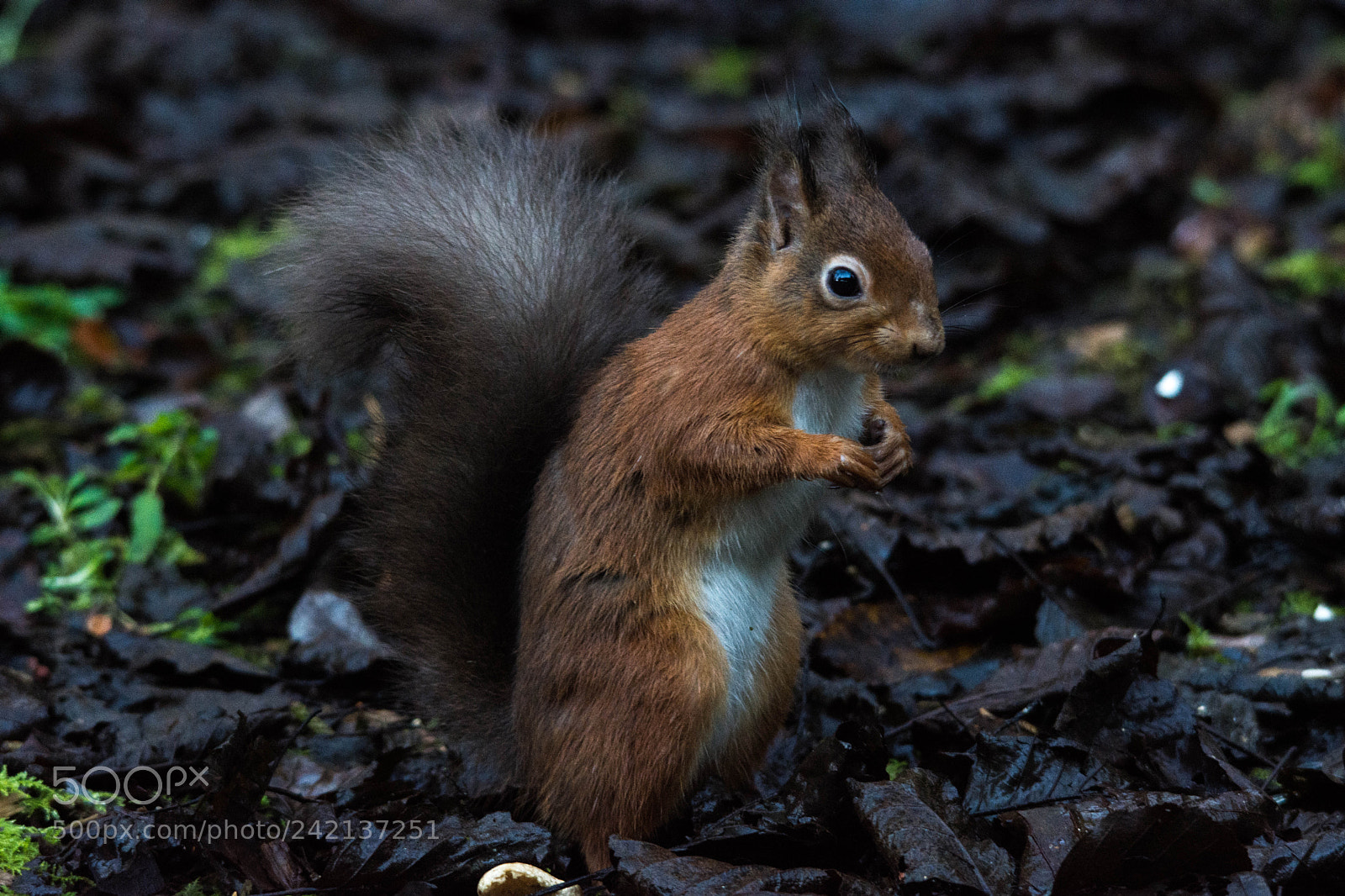 Nikon D7200 sample photo. Red squirrel () photography