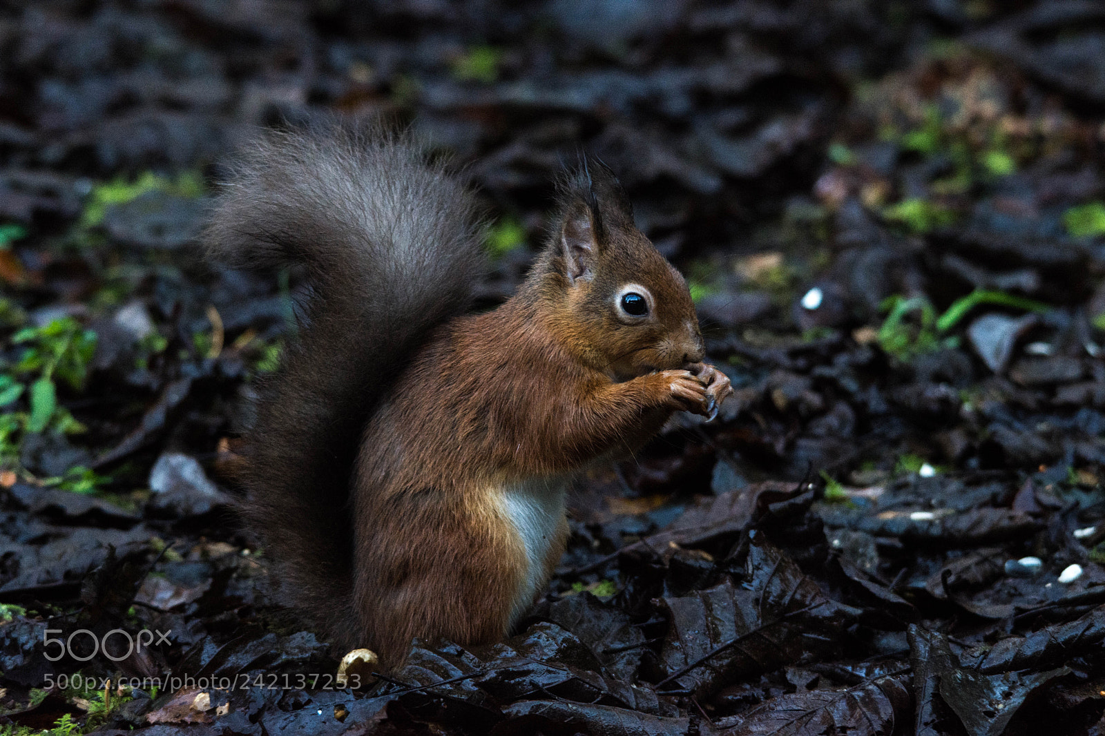 Nikon D7200 sample photo. Red squirrel () photography