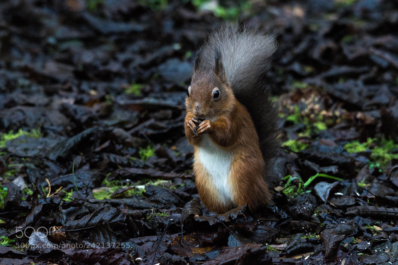 Nikon D7200 sample photo. Red squirrel () photography