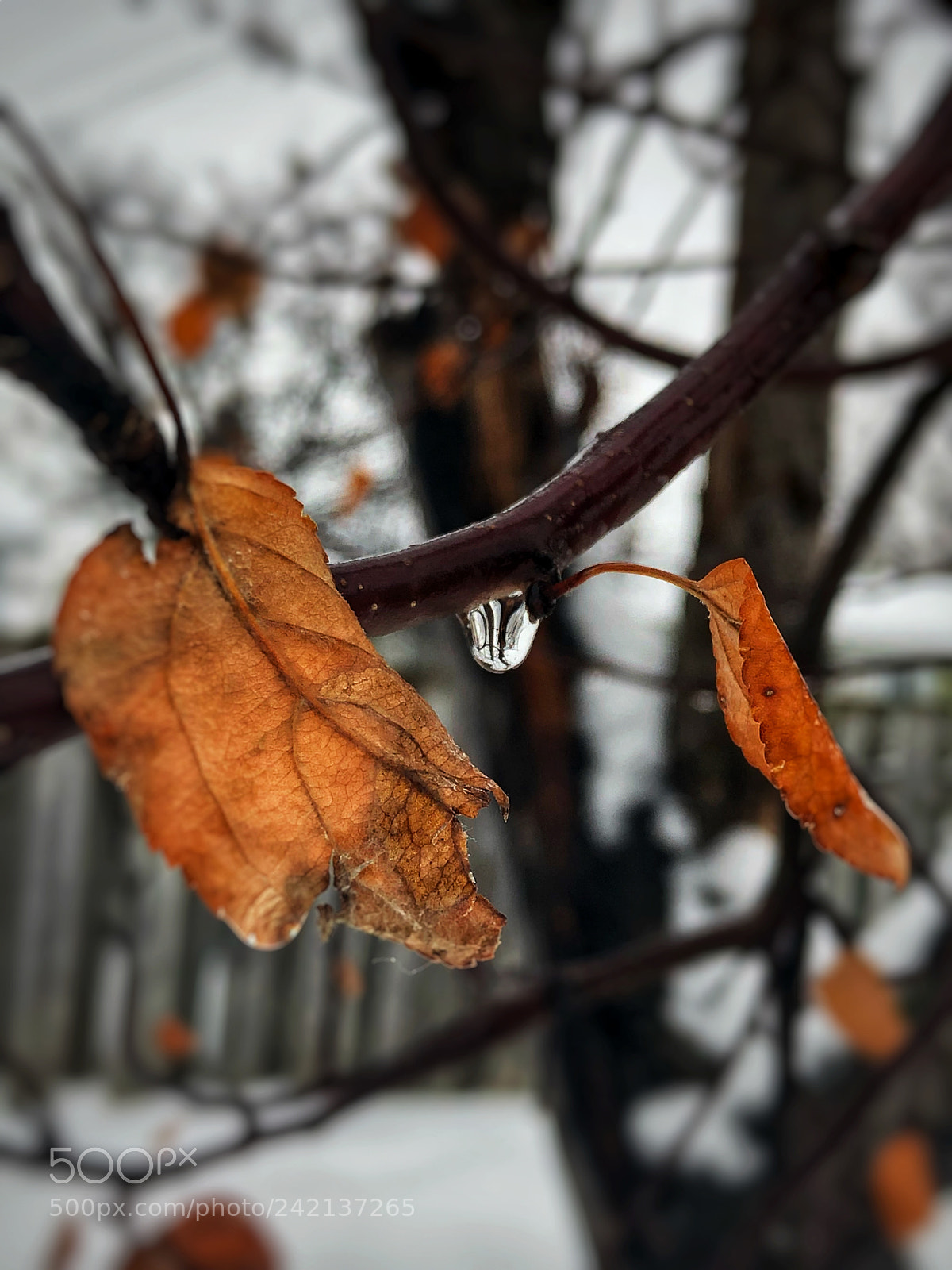 Apple iPhone 8 Plus sample photo. Drop of rain on photography