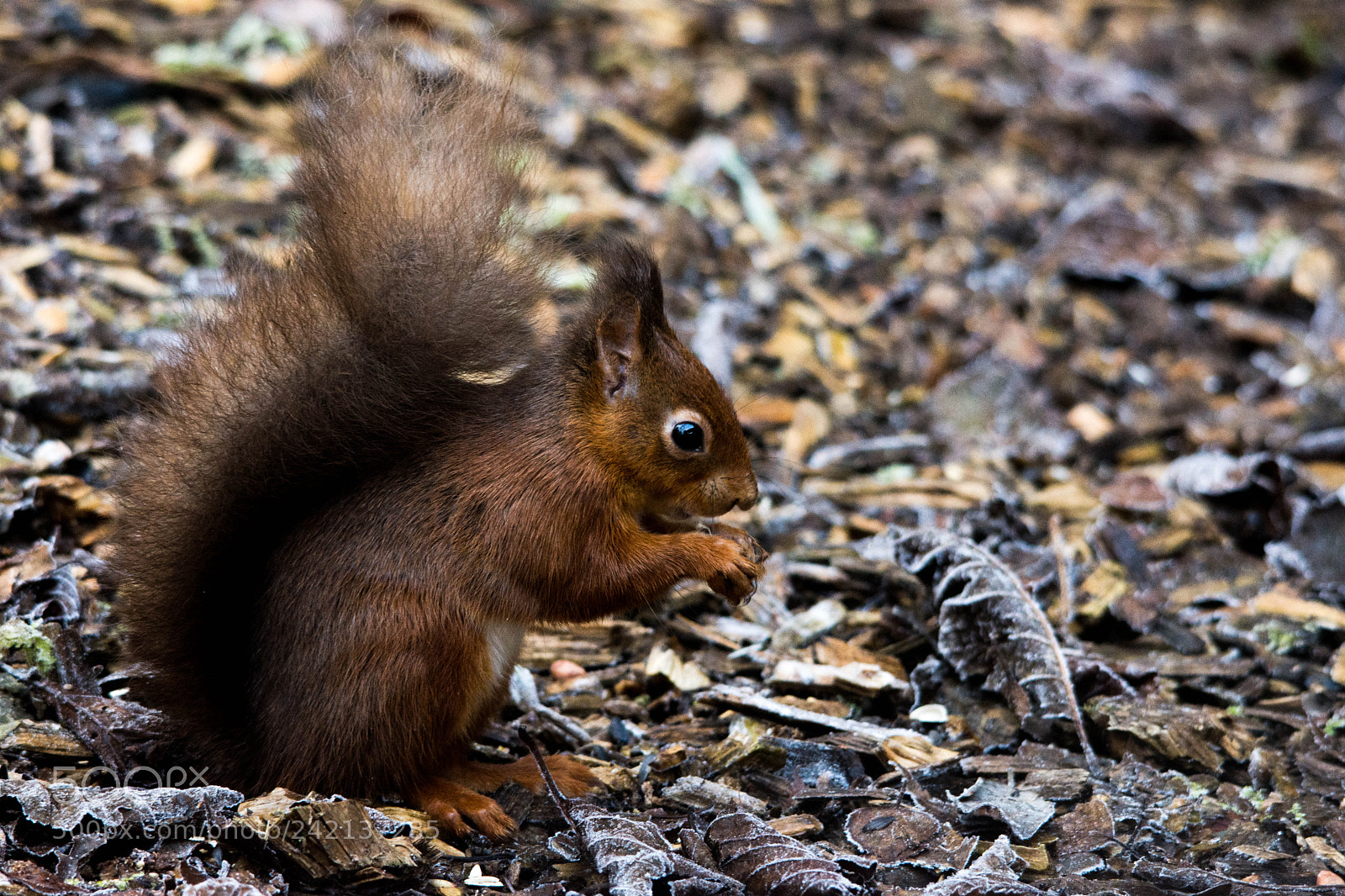 Nikon D7200 sample photo. Red squirrel () photography