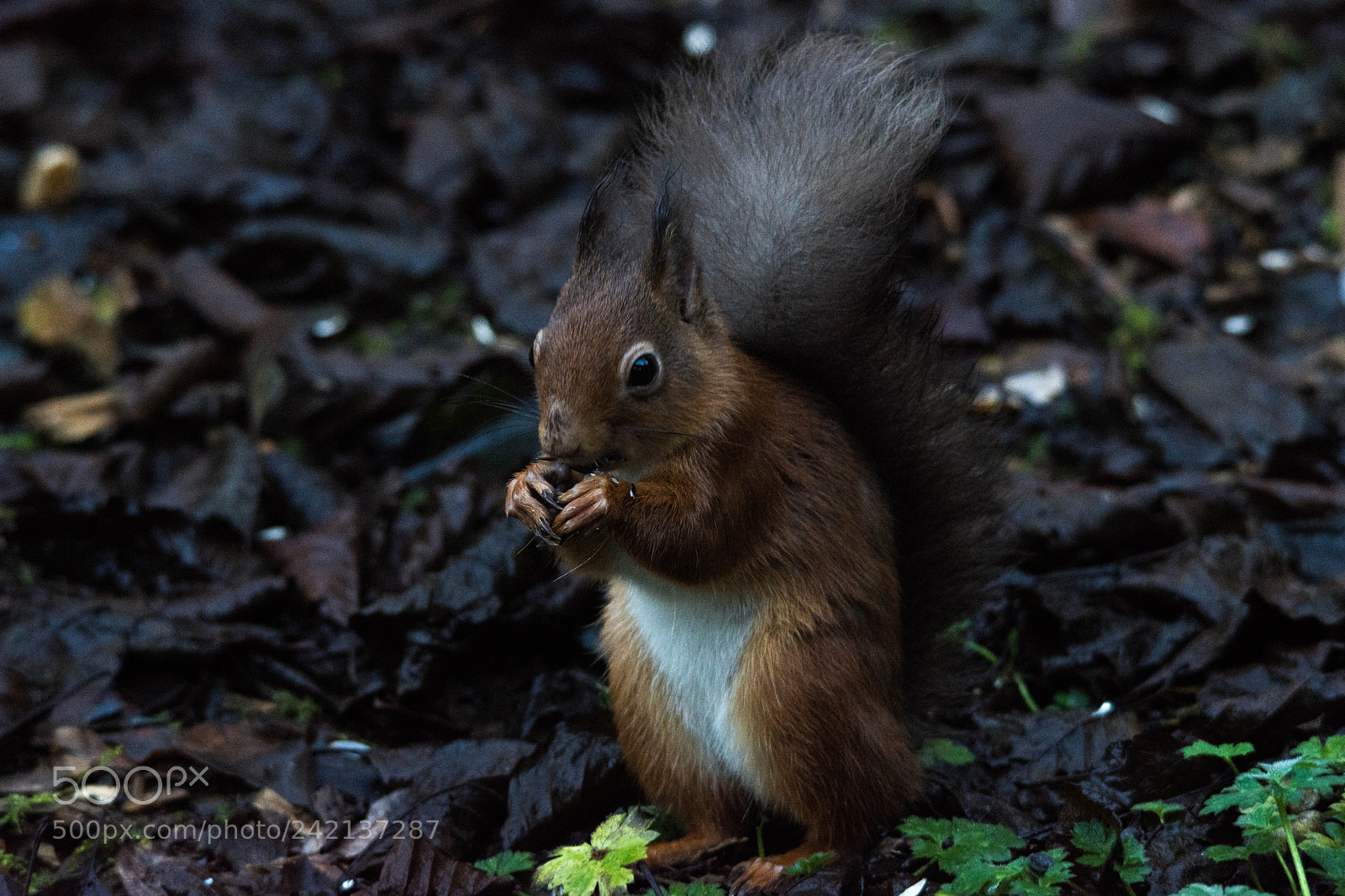 Nikon D7200 sample photo. Red squirrel () photography