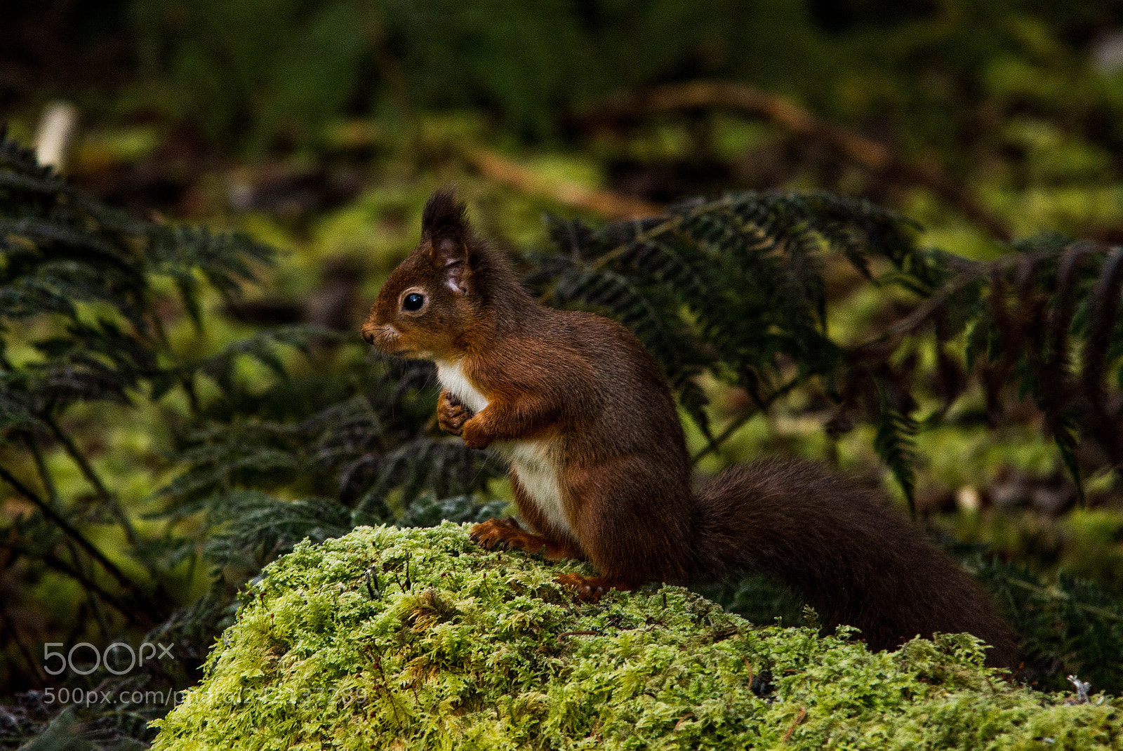 Nikon D7200 sample photo. Red squirrel () photography