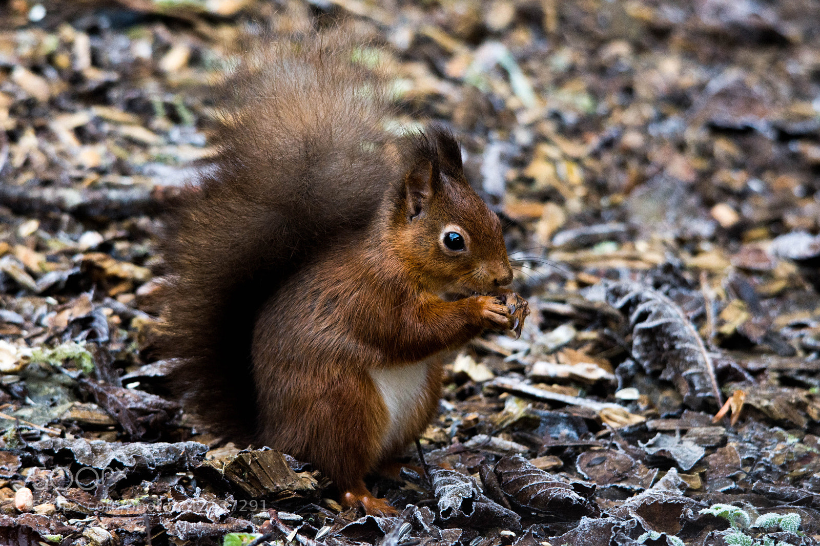 Nikon D7200 sample photo. Red squirrel () photography