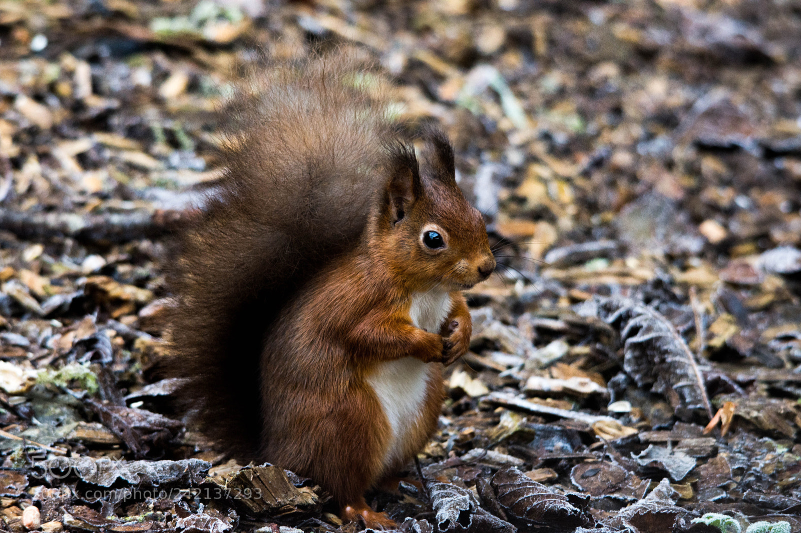 Nikon D7200 sample photo. Red squirrel () photography