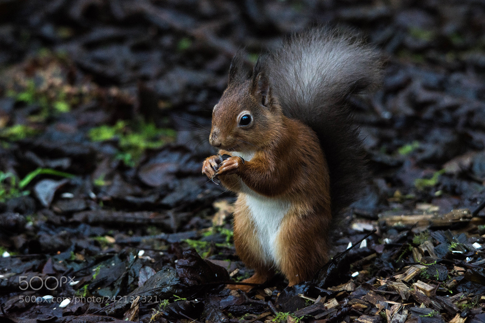 Nikon D7200 sample photo. Red squirrel () photography