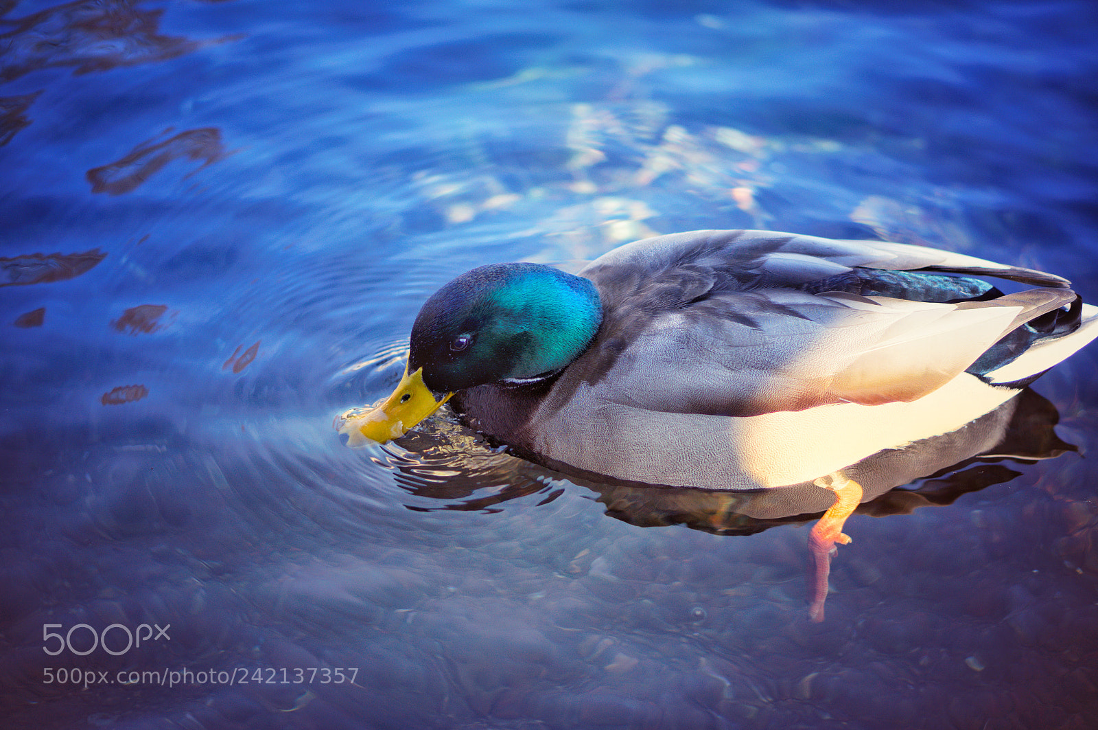 Sony Alpha NEX-6 sample photo. Duck photography