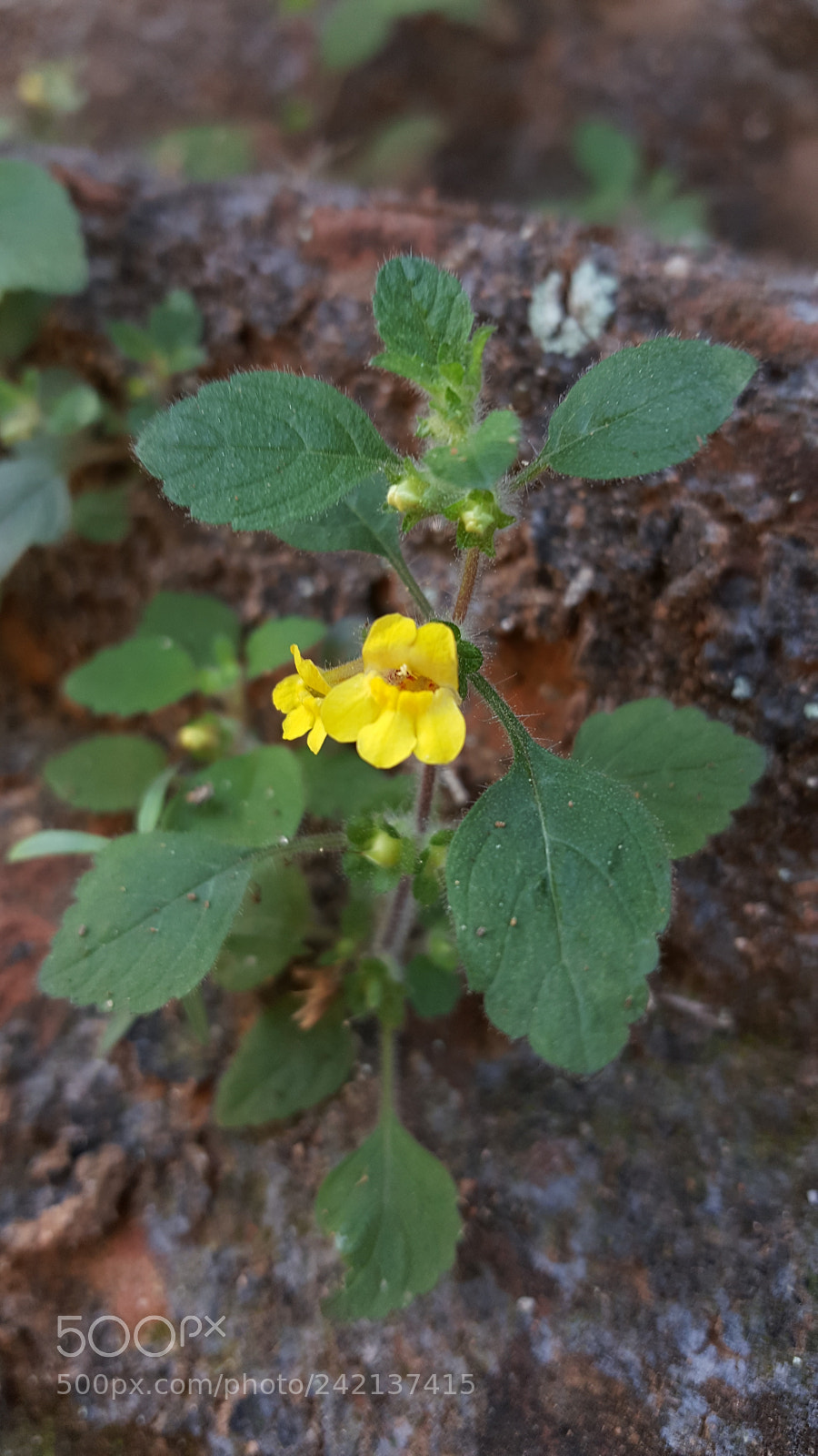 Samsung Galaxy Note5 sample photo. Tiny flower photography