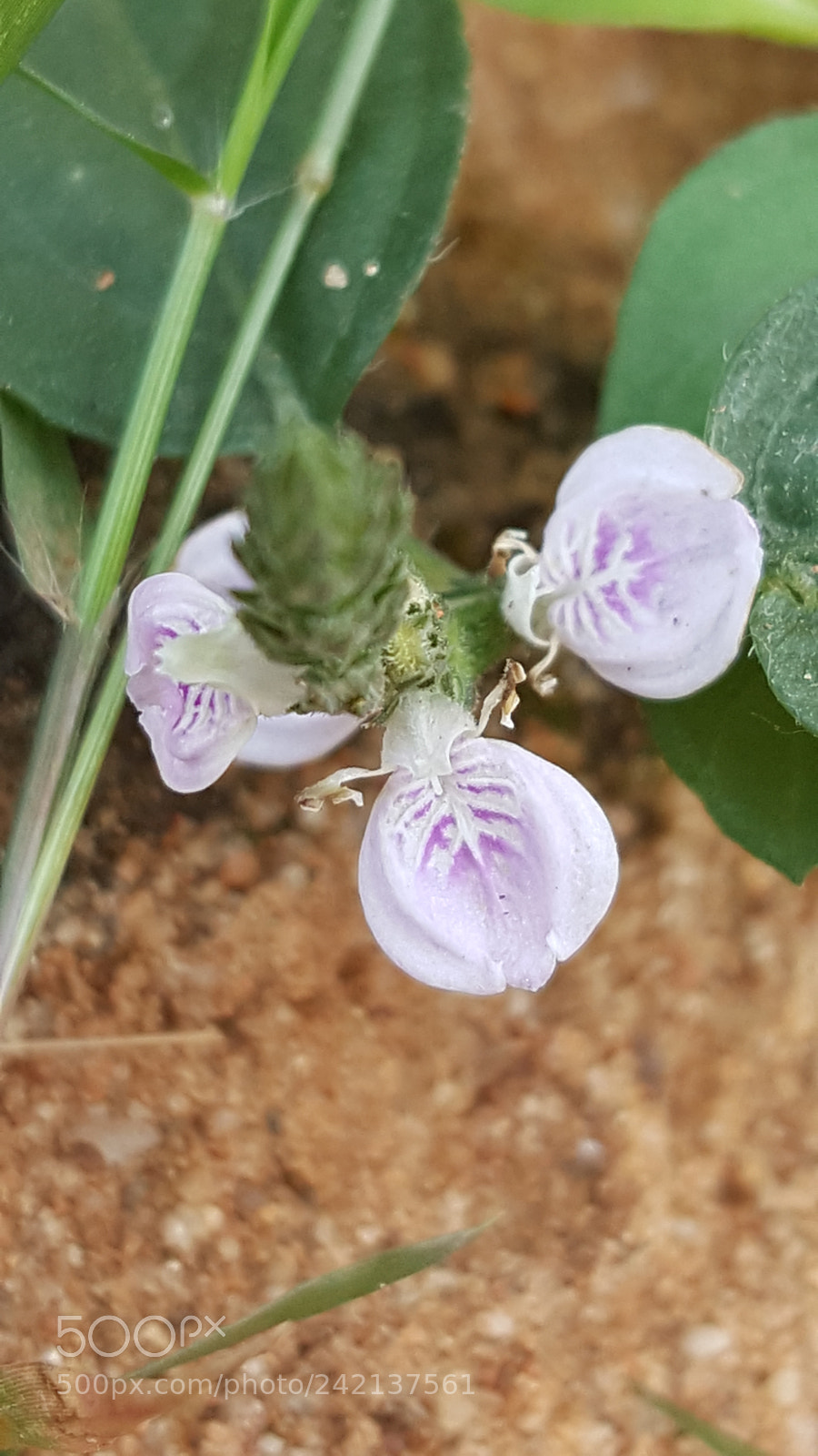 Samsung Galaxy Note5 sample photo. Still tiny flower photography