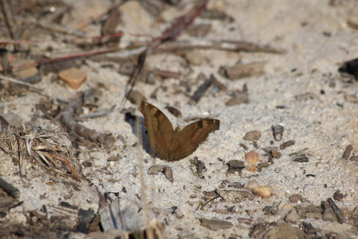 Canon EF 70-300mm F4-5.6 IS USM sample photo. Chocolate pansy photography