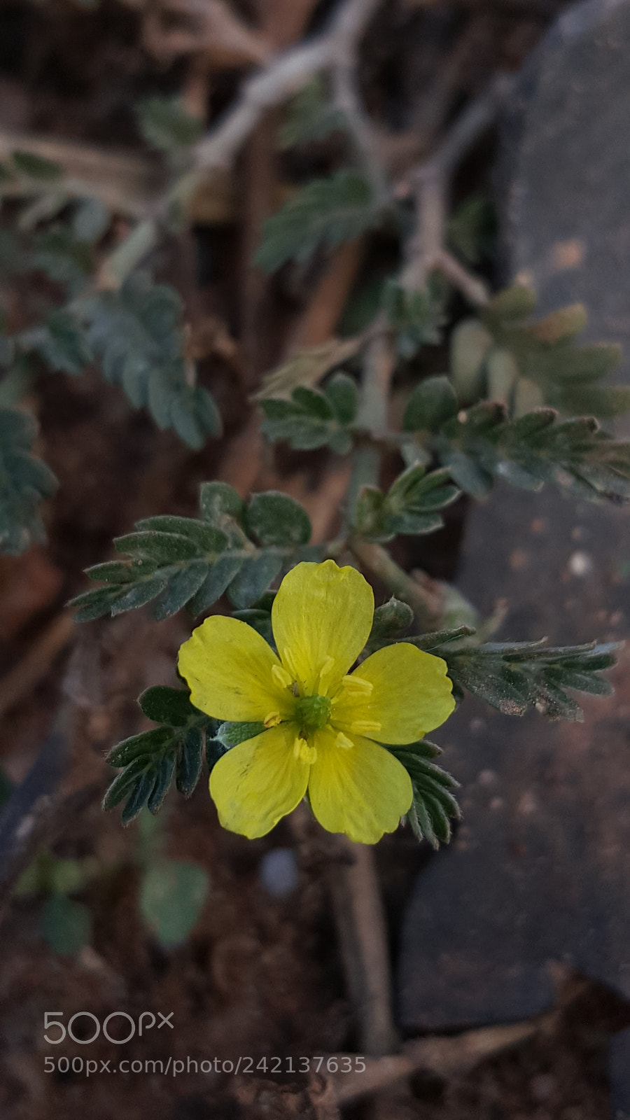 Samsung Galaxy Note5 sample photo. A little bigger photography